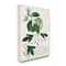 Stupell Industries Botanical Green Plant Illustration Wall Art